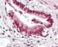 BECN1 / Beclin-1 Antibody (C-Terminus)