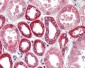 BECN1 / Beclin-1 Antibody (N-Terminus)