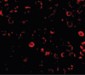 TLR3 Antibody (C-Terminus)