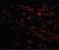 SIRT2 / Sirtuin 2 Antibody (C-Terminus)