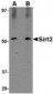 SIRT2 / Sirtuin 2 Antibody (C-Terminus)