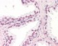 ZIC5 Antibody (C-Terminus)