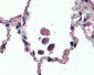 UCP2 Antibody (Internal)