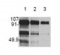 HGF Antibody (clone 7-2)