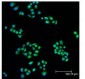 MAP2K1 / MEK1 Antibody (N-Terminus)