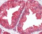 MAP2K1 / MEK1 Antibody (N-Terminus)