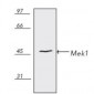 MAP2K1 / MEK1 Antibody (N-Terminus)