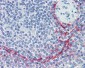 MAdCAM-1 Antibody (clone 314G8, Low Endotoxin)