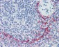 MAdCAM-1 Antibody (clone 314G8, Low Endotoxin)