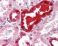 FASLG / Fas Ligand Antibody (N-Terminus)