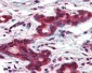 MMP14 Antibody (aa160-173)