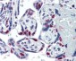 PARP1 Antibody (clone A6.4.12)