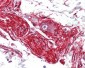 S100A10 Antibody