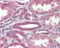 VEGFA / VEGF Antibody (clone VG-1)