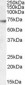 GABRA4 Antibody (Internal)