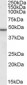 PLIN3 / M6PRBP1 / TIP47 Antibody (Internal)