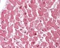 CASP12 / Caspase 12 Antibody (aa100-116)