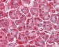 CASP12 / Caspase 12 Antibody (aa100-116)