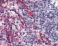 CASP9 / Caspase 9 Antibody (clone 2-22)