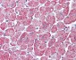 AKT1 + AKT2 Antibody