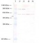 AKT1 + AKT2 Antibody