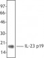 IL23A / IL-23 p19 Antibody (clone HLT2736)