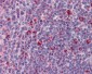 DAP12 Antibody
