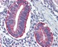 DAP12 Antibody