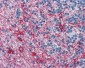 GFAP Antibody (clone GF-01)