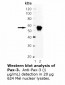 PAX3 Antibody (C-Terminus, clone C2)