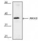 MAP2K6 / MEK6 Antibody (C-Terminus)