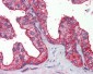 MAP3K7 / TAK1 Antibody (aa563-579)