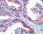 PDIA4 / ERP72 Antibody (aa623-638)