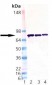 PDIA4 / ERP72 Antibody (aa623-638)