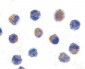 AIFM1 / AIF / PDCD8 Antibody (aa593-606)