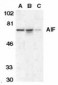 AIFM1 / AIF / PDCD8 Antibody (aa593-606)