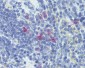 IL13 Antibody (clone A130D 12G5 1E4)