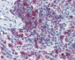 SPN / CD43 Antibody (clone 84-3C1)