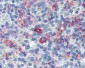 CD163 Antibody (clone GHI/61)