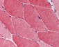 TRIM5 Antibody