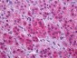 SLC17A7 / VGLUT1 Antibody