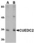 CUEDC2 Antibody (C-Terminus)