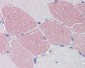 STK39 / SPAK Antibody (C-Terminus)