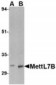 METTL7B Antibody (C-Terminus)
