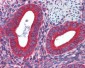 WNT5A Antibody (clone 3D10)