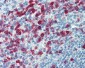 SELPLG / PSGL-1 / CD162 Antibody (clone HECA-452)