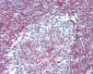 NT5E / eNT / CD73 Antibody (clone 1D7)