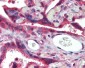 MSTN / GDF8 / Myostatin Antibody (clone 6H12)