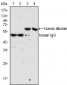 ALB / Serum Albumin Antibody (clone 2H3D1;8F6F9)