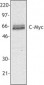 MYC / c-Myc Antibody (aa408-439, clone 9E10)